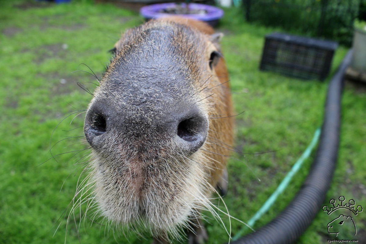 capybara nose close