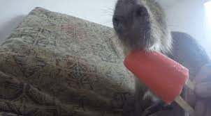 capybara eating popsicle